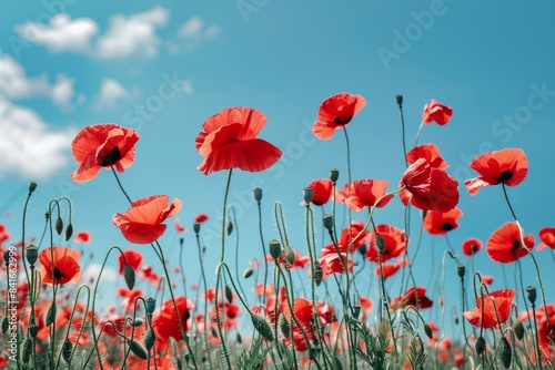 Vibrant Red Poppy Field Under Clear Blue Sky - Ideal for Nature Posters  Print Design