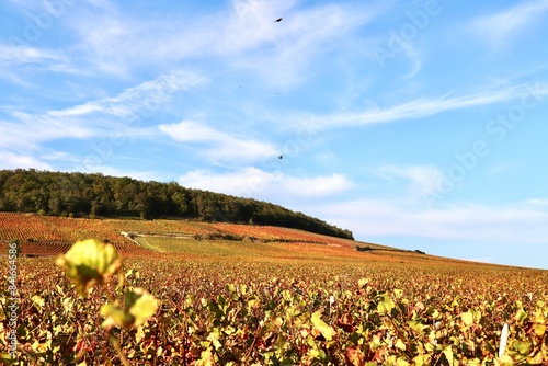 Vignes de Bourgogne