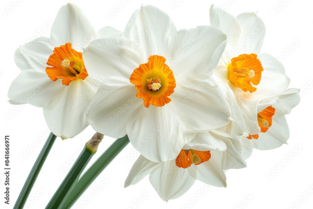Flower Photography, Narcissus jonquilla Close up view, Isolated on white Background Flower Photography, Narcissus jonquilla Close up view, Isolated on white Background