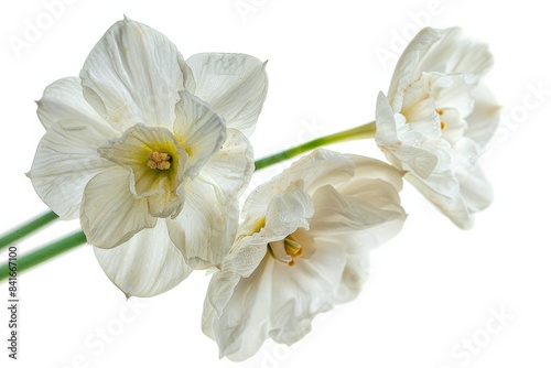 Flower Photography, Narcissus triandrus Close up view, Isolated on white Background