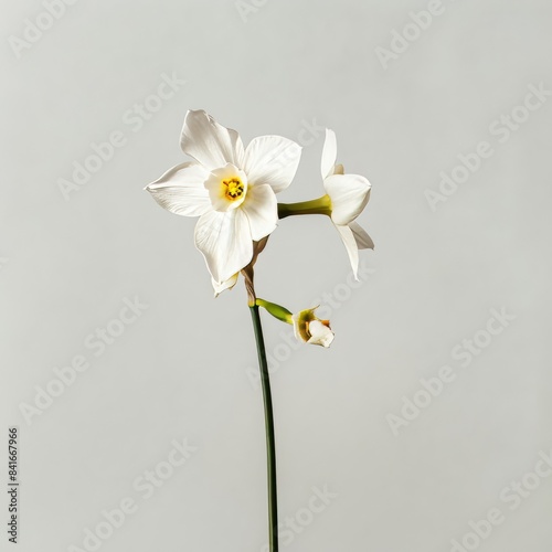 Flower Photography, Narcissus triandrus Close up view, Isolated on white Background