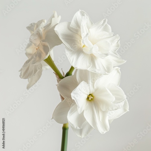 Flower Photography  Narcissus Ice Follies  Close up view  Isolated on white Background