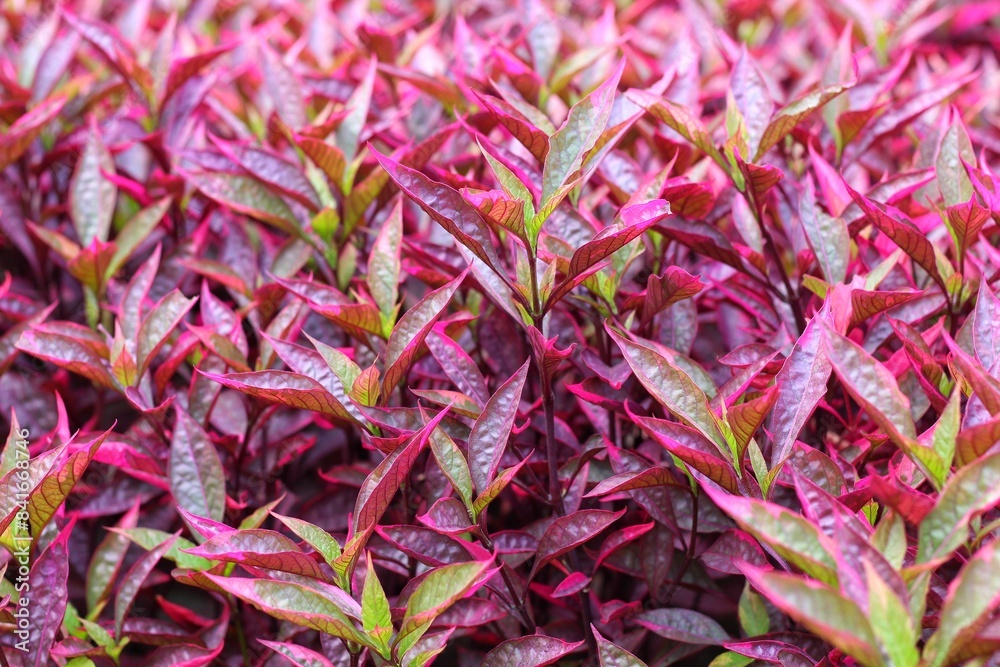 Alternanthera reineckii is a species of aquatic plant in the Amaranthaceae family. decorative plants Alternanthera reineckii is a species of aquatic plant in the Amaranthaceae family. decorative plants