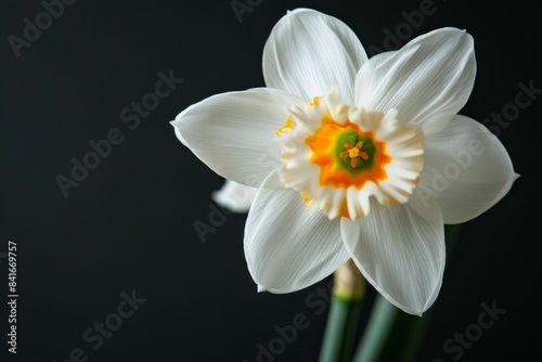 Flower Photography  Narcissus triandrus Close up view  Isolated on Black Background