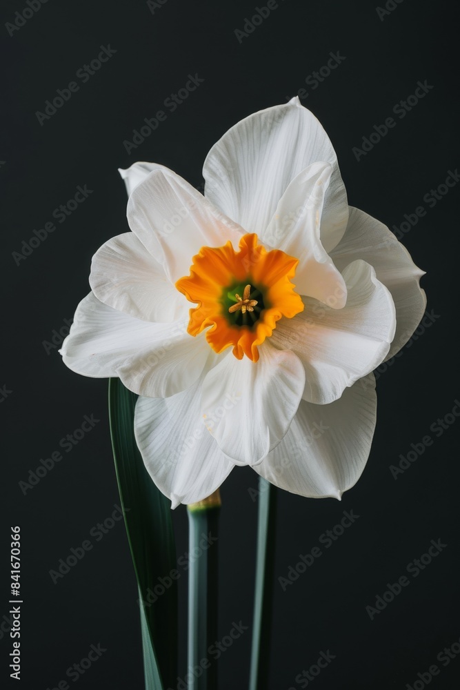 Flower Photography, Narcissus 'Thalia' Close up view, Isolated on Black Background Flower Photography, Narcissus 'Thalia' Close up view, Isolated on Black Background