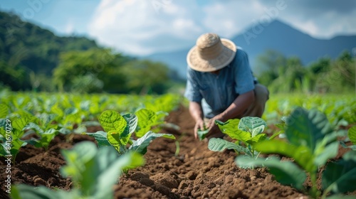 Green Tobacco Planting by Thai Agriculturist in Northern Thailand Field