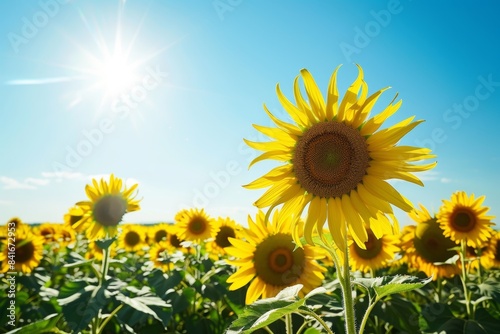 Vibrant Sunflower Field under Clear Blue Sky - Perfect for Nature-Themed Designs and Summer Print Projects