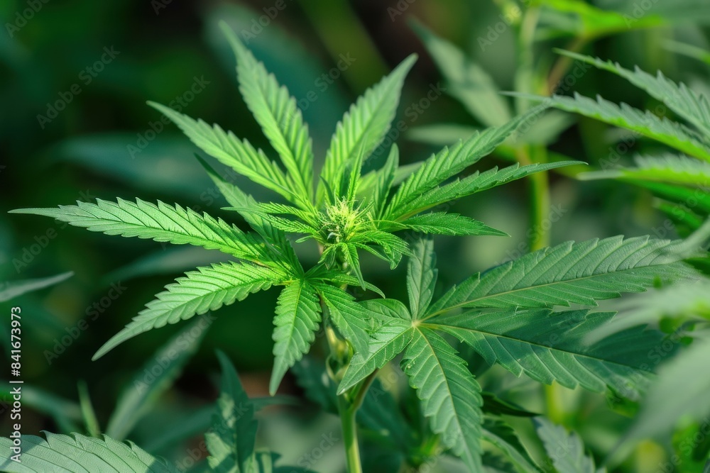 Closeup of vibrant cannabis plant leaves and bud in sunlight Closeup of vibrant cannabis plant leaves and bud in sunlight