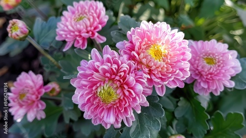 A lovely spring blossom is the chrysanthemum