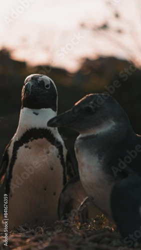 Penguins up close in South Africa photo