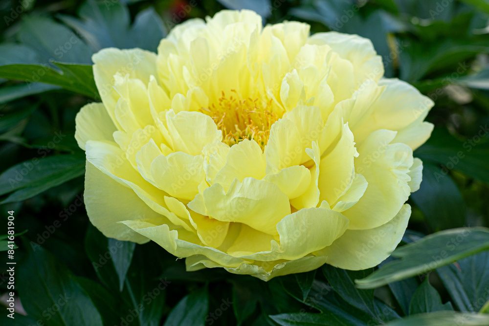 Yellow peony flower bud. Summer garden plant Yellow peony flower bud. Summer garden plant