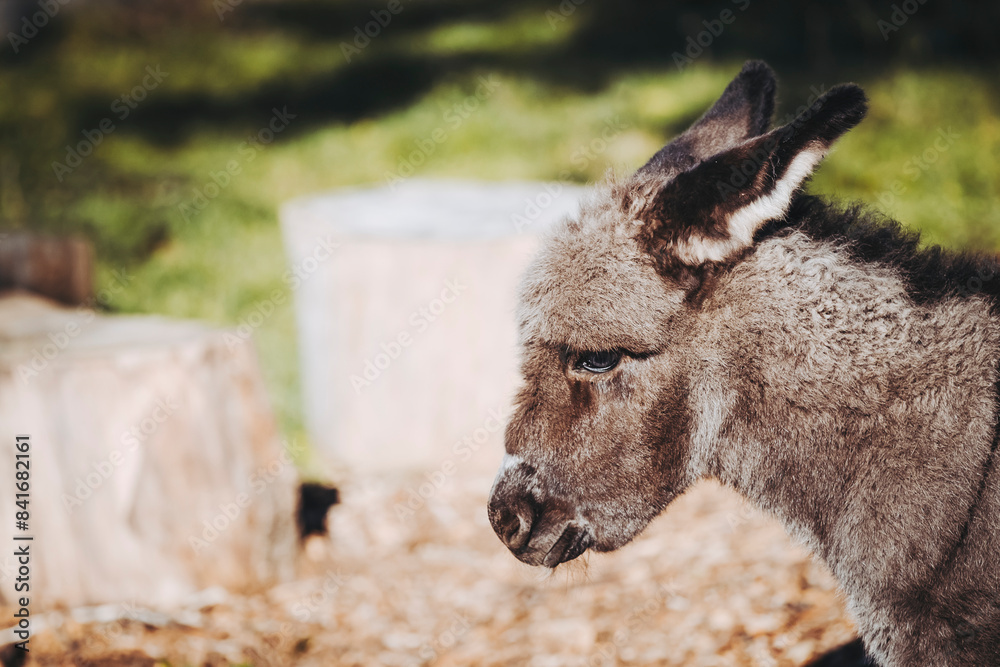 Fototapeta premium Portrait d'un mignon petit anon gris dans un champ
