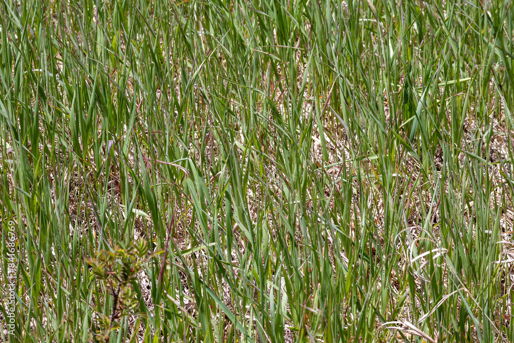 Obraz premium grass texture growing in the spring