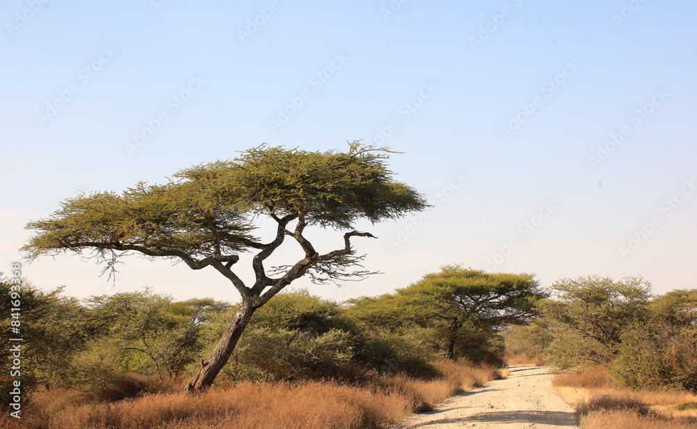 Fototapeta premium Umbrella Tree in Serengeti National Park, Tanzania, Africa