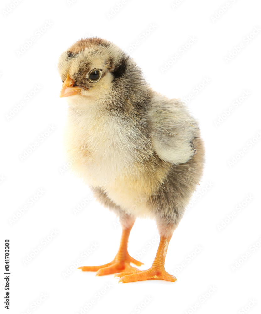 One cute chick isolated on white. Baby animal One cute chick isolated on white. Baby animal