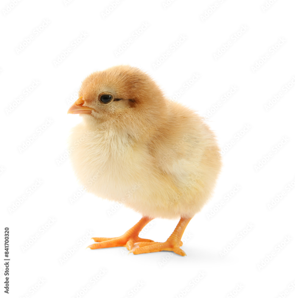 One cute chick isolated on white. Baby animal One cute chick isolated on white. Baby animal
