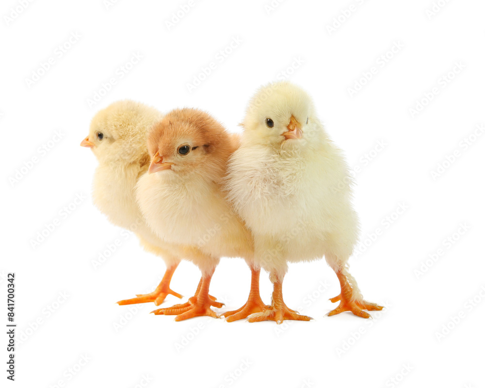 Cute chicks isolated on white. Baby animals Cute chicks isolated on white. Baby animals