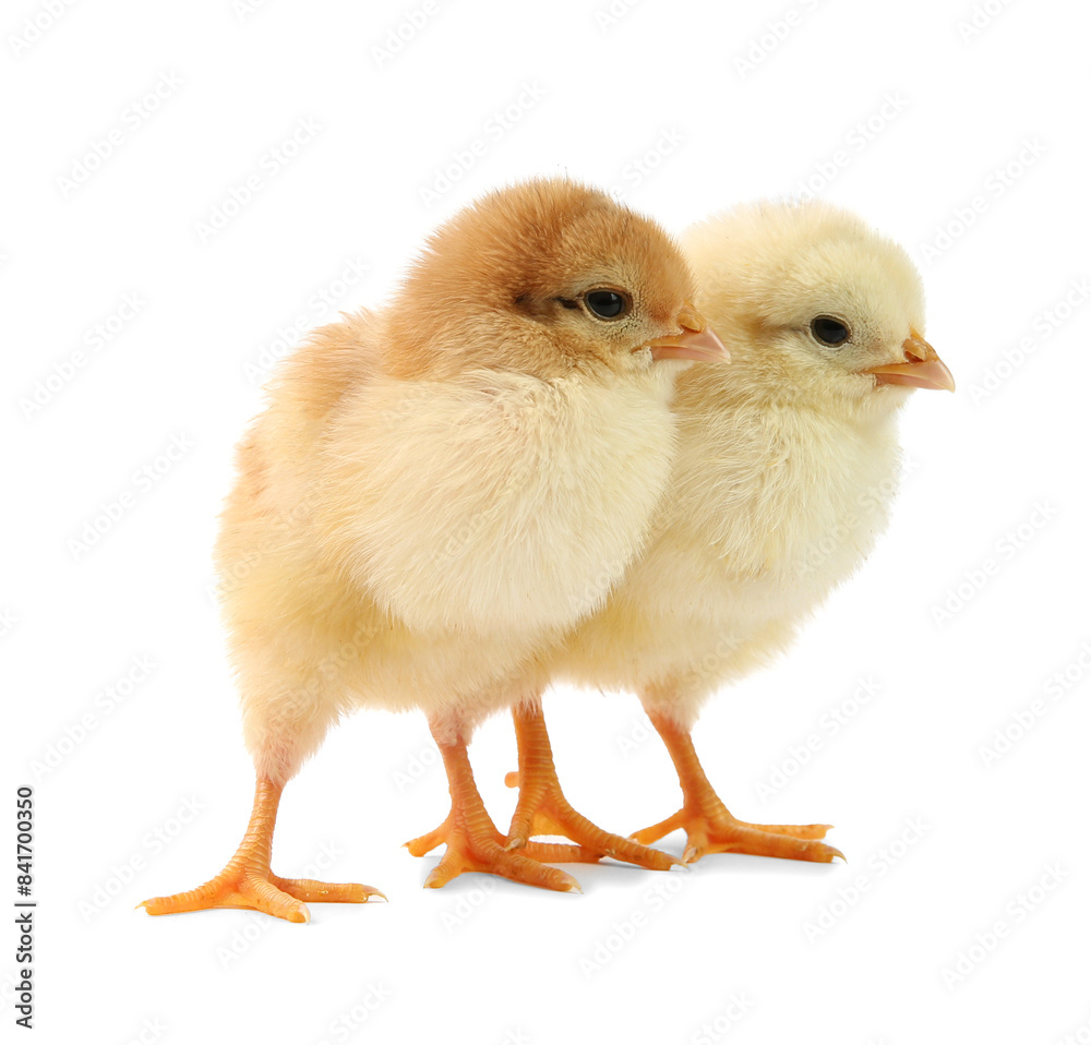 Obraz premium Cute chicks isolated on white. Baby animals