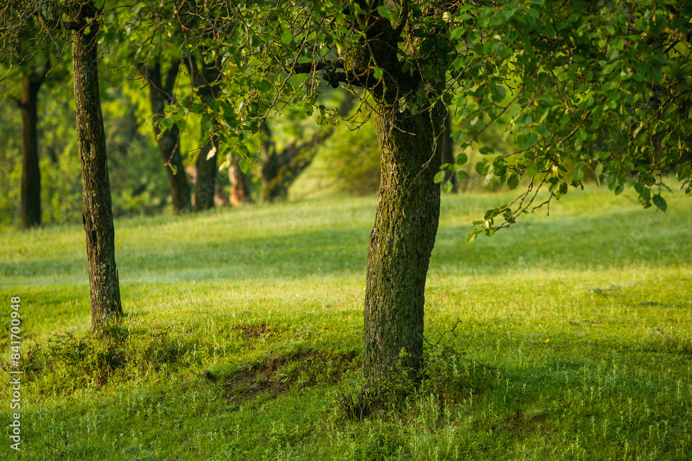 Photo with landscape and beautiful green nature in the Republic of Moldova, a small friendly country in Eastern Europe. Photo with landscape and beautiful green nature in the Republic of Moldova, a small friendly country in Eastern Europe.