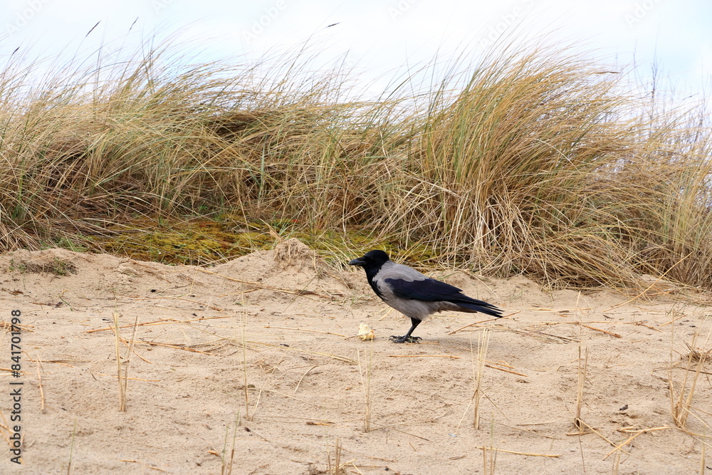 Obraz premium lonely crow eating bred at the beach