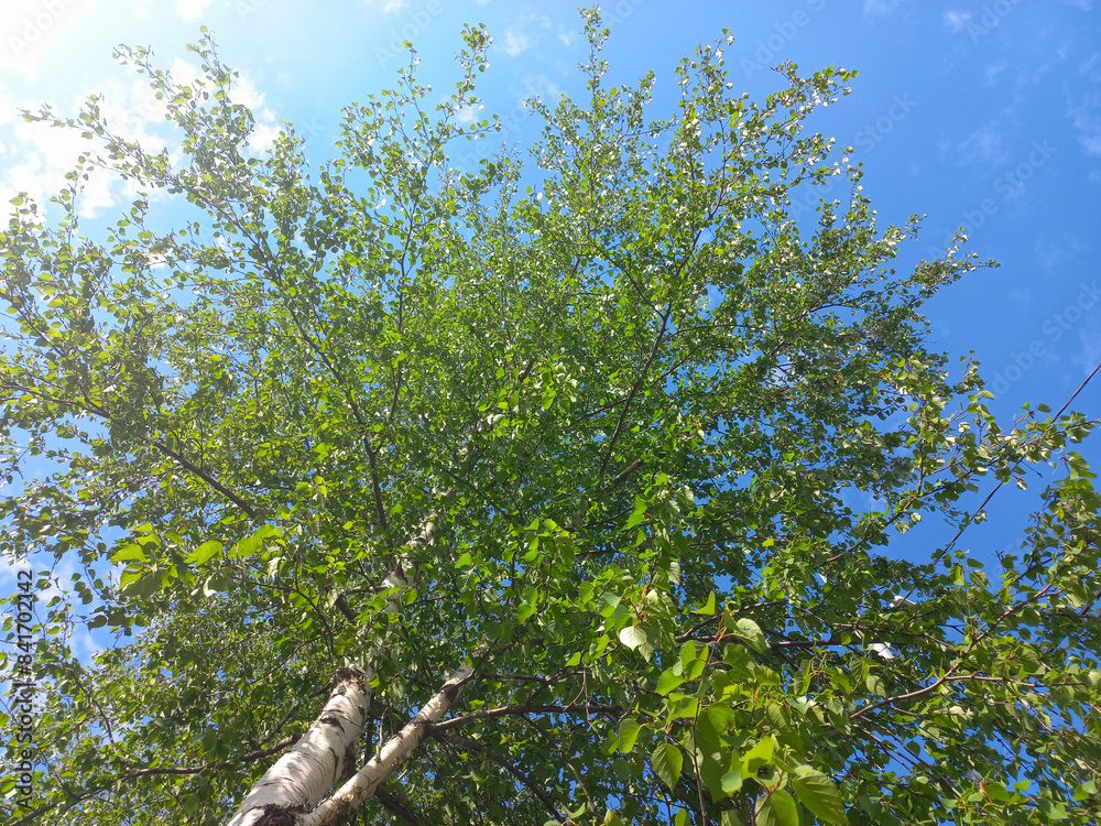 Fototapeta premium A lush green tree against a clear blue sky, highlighting the beauty and tranquility of nature.