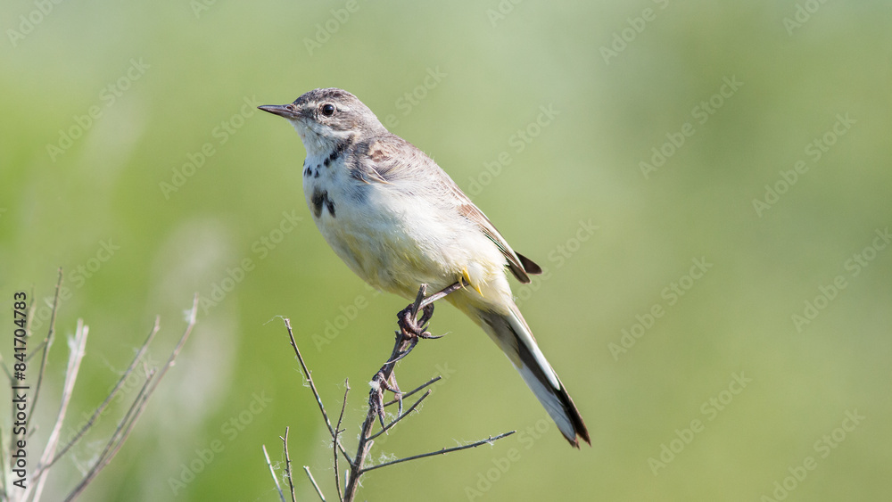 Fototapeta premium red backed shrike
