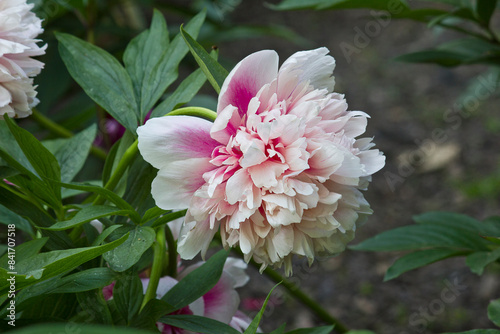 Fototapeta Naklejka Na Ścianę i Meble -  pink peony in close-up. A garden with blooming pink peonies