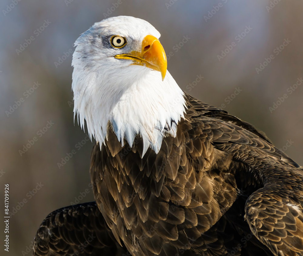 Obraz premium A portrait of an American Bald Eagle