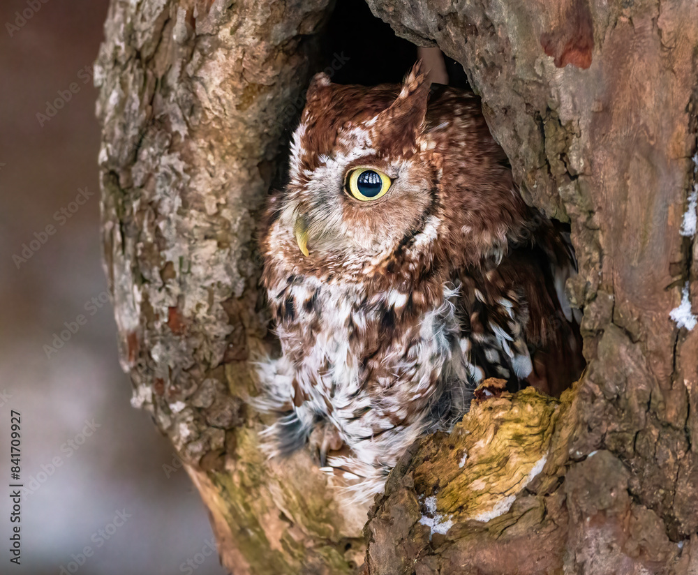 Western Screech Owl looking out of a tree hole Western Screech Owl looking out of a tree hole
