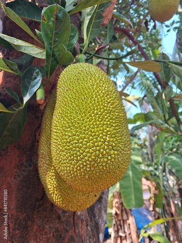 Fresh and raw jackfruits on a jackfruit tree/Kerala