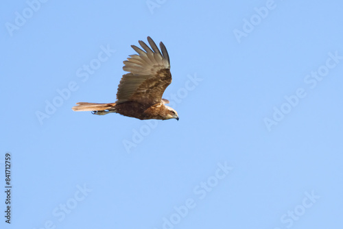 falco di palude maschio in volo nel delta del Po