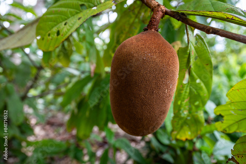 Cupuacu fruit, Theobroma grandiflorum, on a tree in the majestic Amazon rainforest on a sunny summer day. Concept of conservation, environment, ecology, nature, climate, biodiversity. Amazonas, Brazil photo