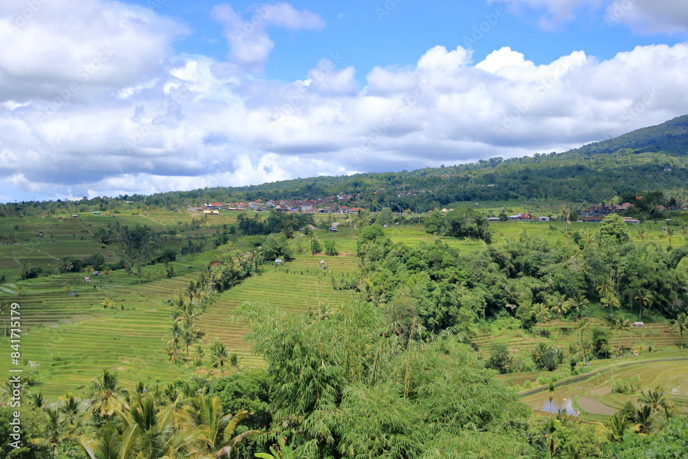 Fototapeta premium terrace rice fields near Senganan, Penebel, Tabanan, Bali, Indonesia