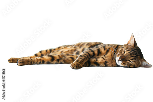 a cat lying on the floor