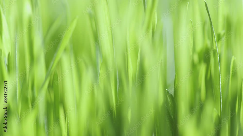 Lush green grass. Spring morning in nature, sun breaks through the stalks of grass. 4K Lush green grass. Spring morning in nature, sun breaks through the stalks of grass. 4K