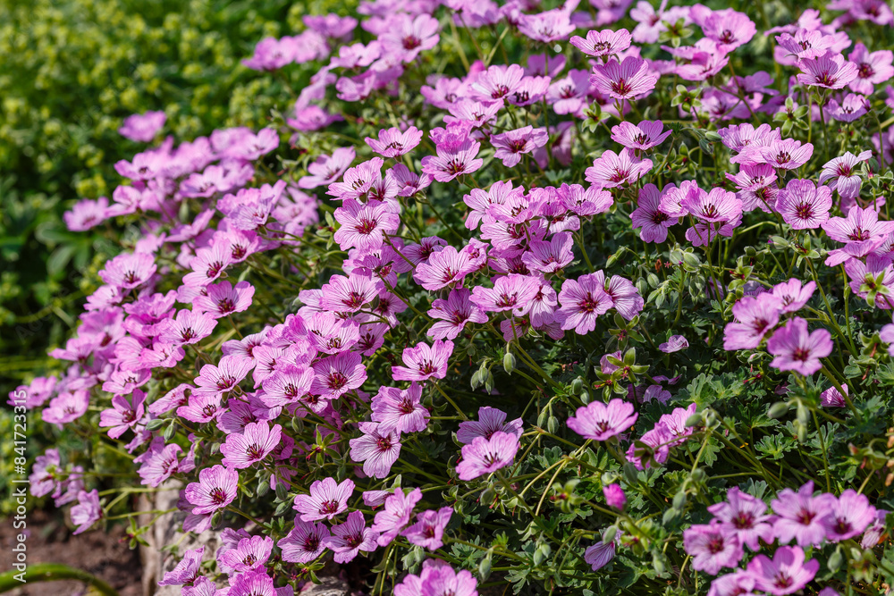Geranium cinereum ‘Ballerina’ blooms in flower pots in the nursery of ornamental perennials in garden Geranium cinereum ‘Ballerina’ blooms in flower pots in the nursery of ornamental perennials in garden