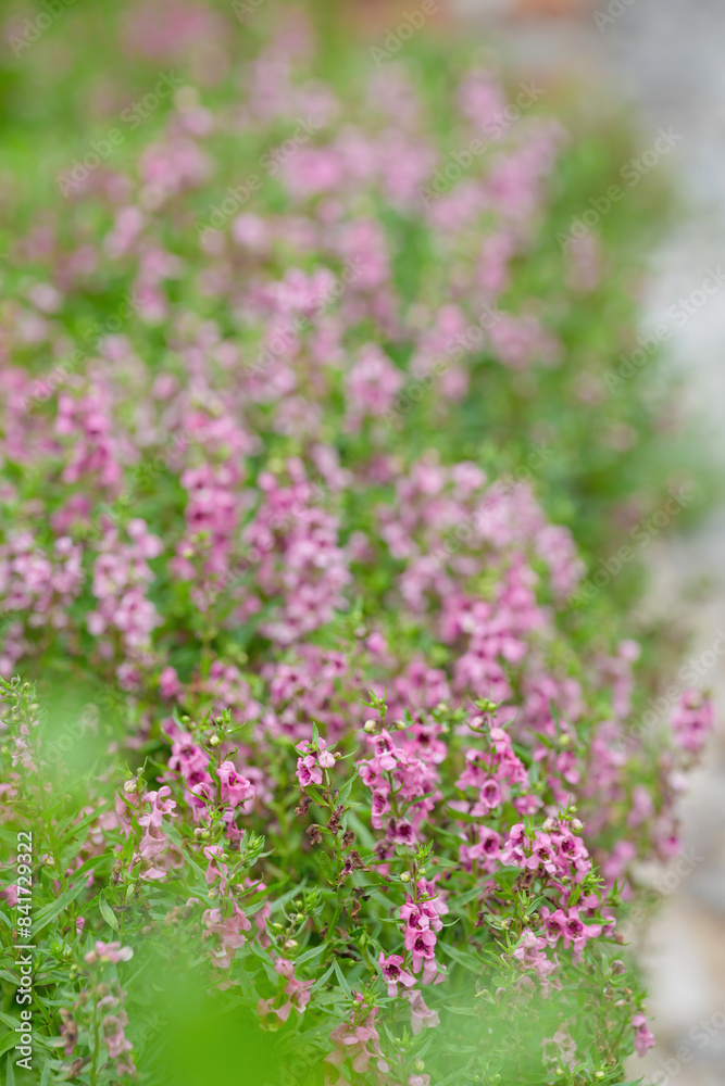 Obraz premium Purple Summer snapdragon Angelonia angustifolia flowers in the garden