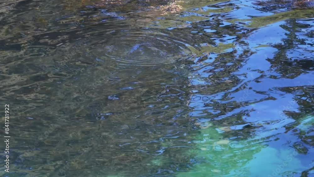 Aerial view of seals resting on rocks and swimming in the sea Aerial view of seals resting on rocks and swimming in the sea