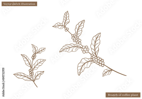 coffee plant leaves vintage vector sketch with coffee fruit seed in hand drawn illustration vector