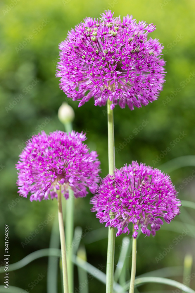 Obraz premium Purple coloured Alliums in bloom, Berkshire, UK