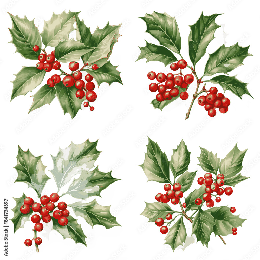 Four sprigs of holly with red berries on a white background Four sprigs of holly with red berries on a white background