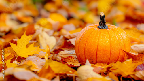 A small orange pumpkin stands on the ground on a pile of fallen autumn leaves
