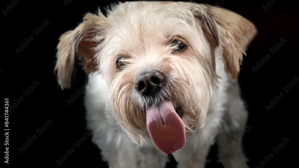 Cute little brown dog with attitude sticking his tongue out Cute little brown dog with attitude sticking his tongue out