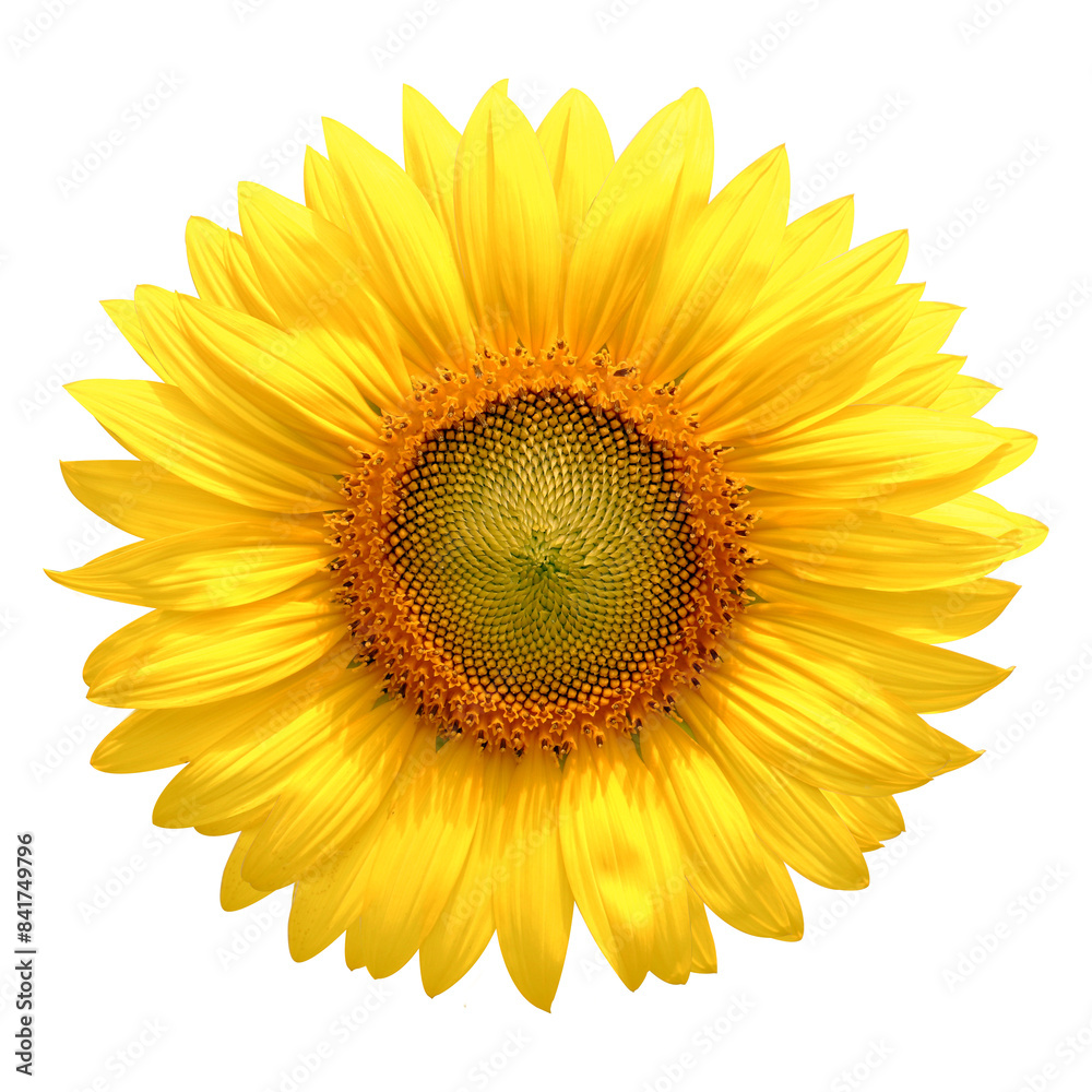 Fototapeta premium sunflower isolated on white background