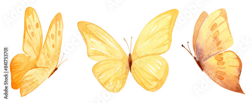 Set of butterflies isolated on white background. Watercolor. Illustration. Template, yellow, and orange-brown butterfly spring illustration.