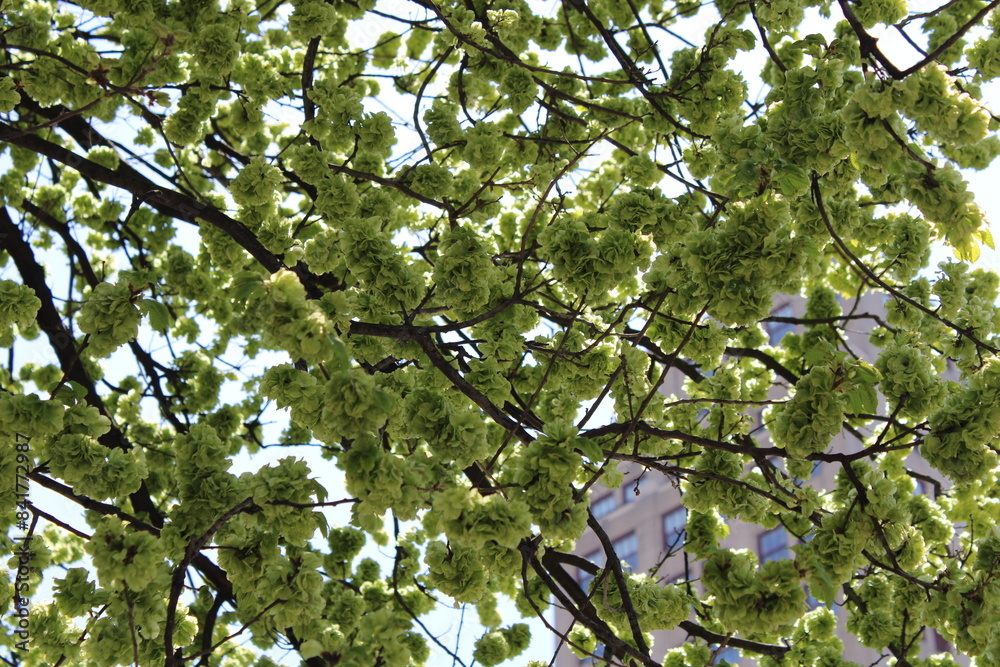 Fototapeta premium blossoming tree in spring