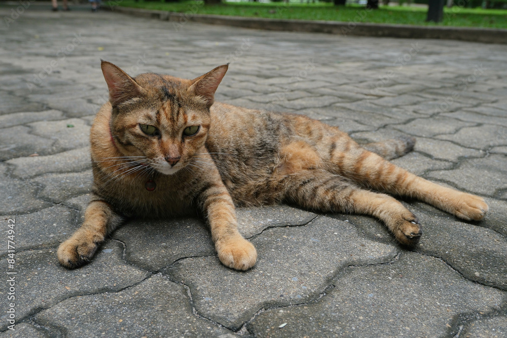 Cutie cat is flop on the cement floor. Cutie cat is flop on the cement floor.
