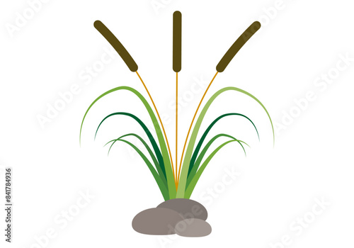 Juncos y piedras de un río.