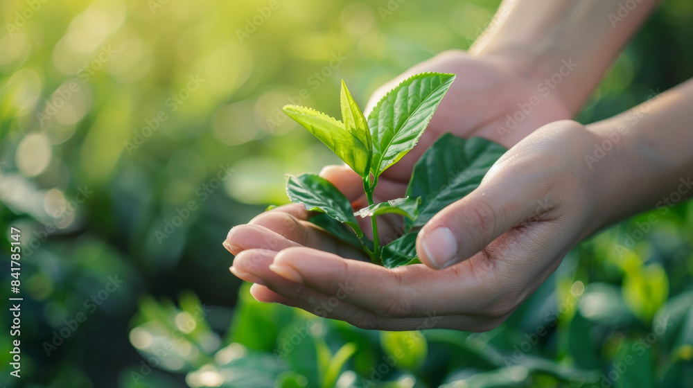 Close-up of tender hands holding a small seedling in a serene, sunlit garden, symbolizing new beginnings and nurturing nature. Close-up of tender hands holding a small seedling in a serene, sunlit garden, symbolizing new beginnings and nurturing nature.
