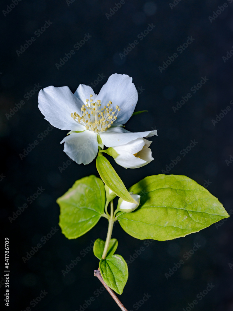 Obraz premium Philadelphus sp. - (mock-orange), delicate white fragrant flowers of a bush on a black background